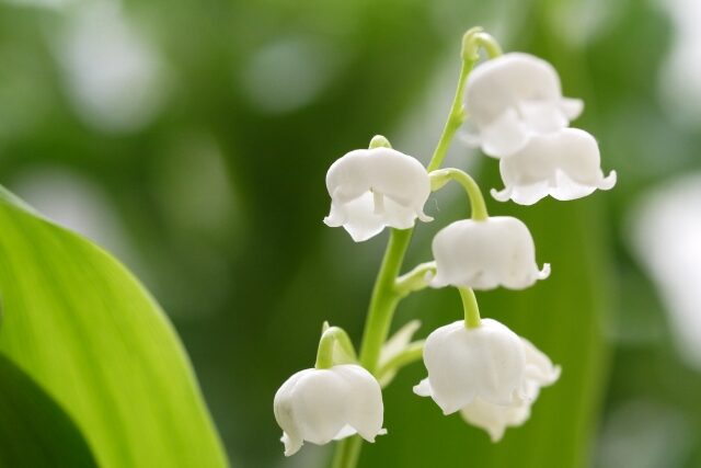 司法書士すずらんリーガルオフィス